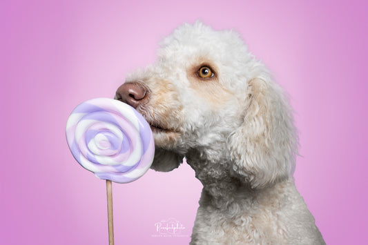 Foto-Lollie Requisite