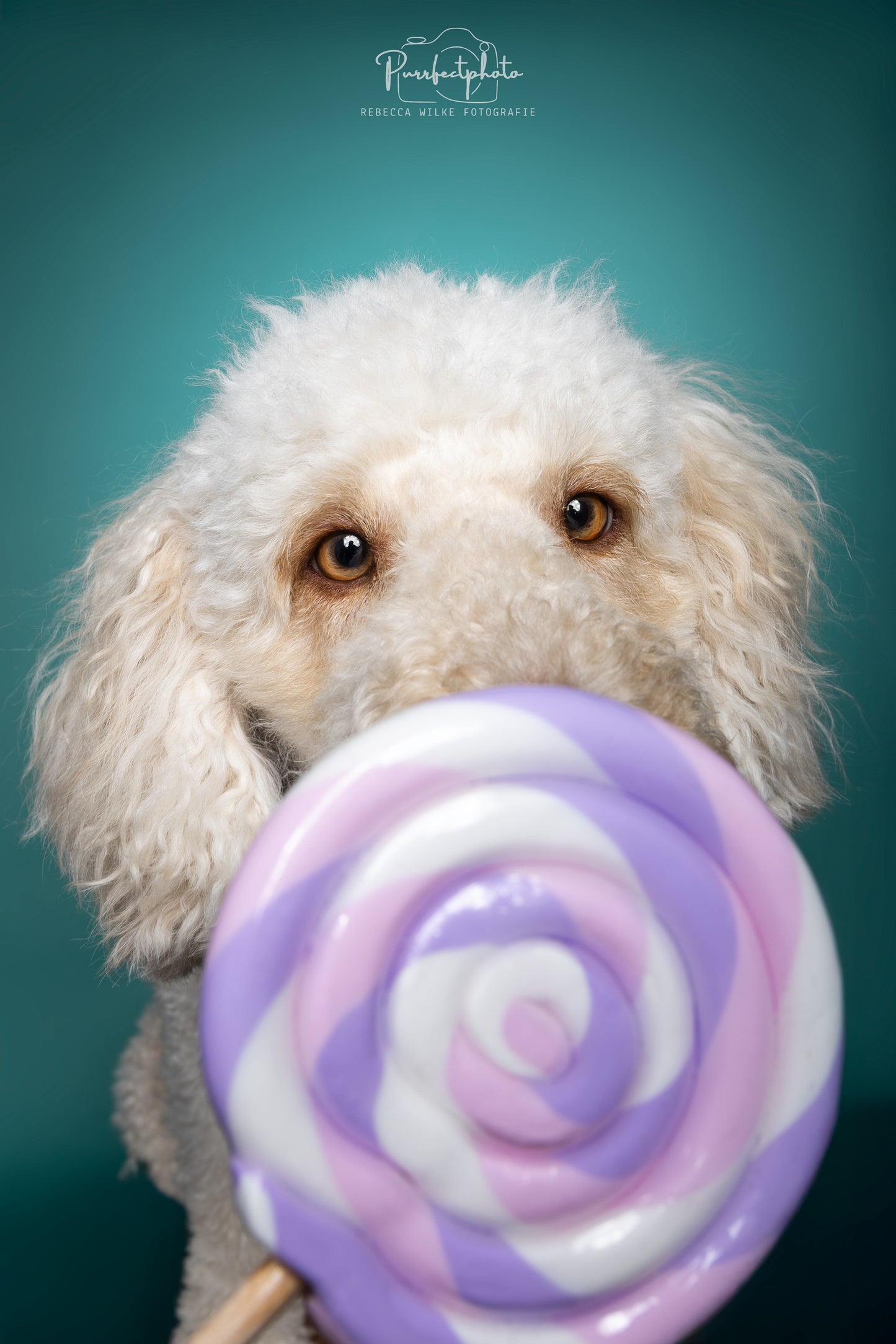 Foto-Lollie Requisite