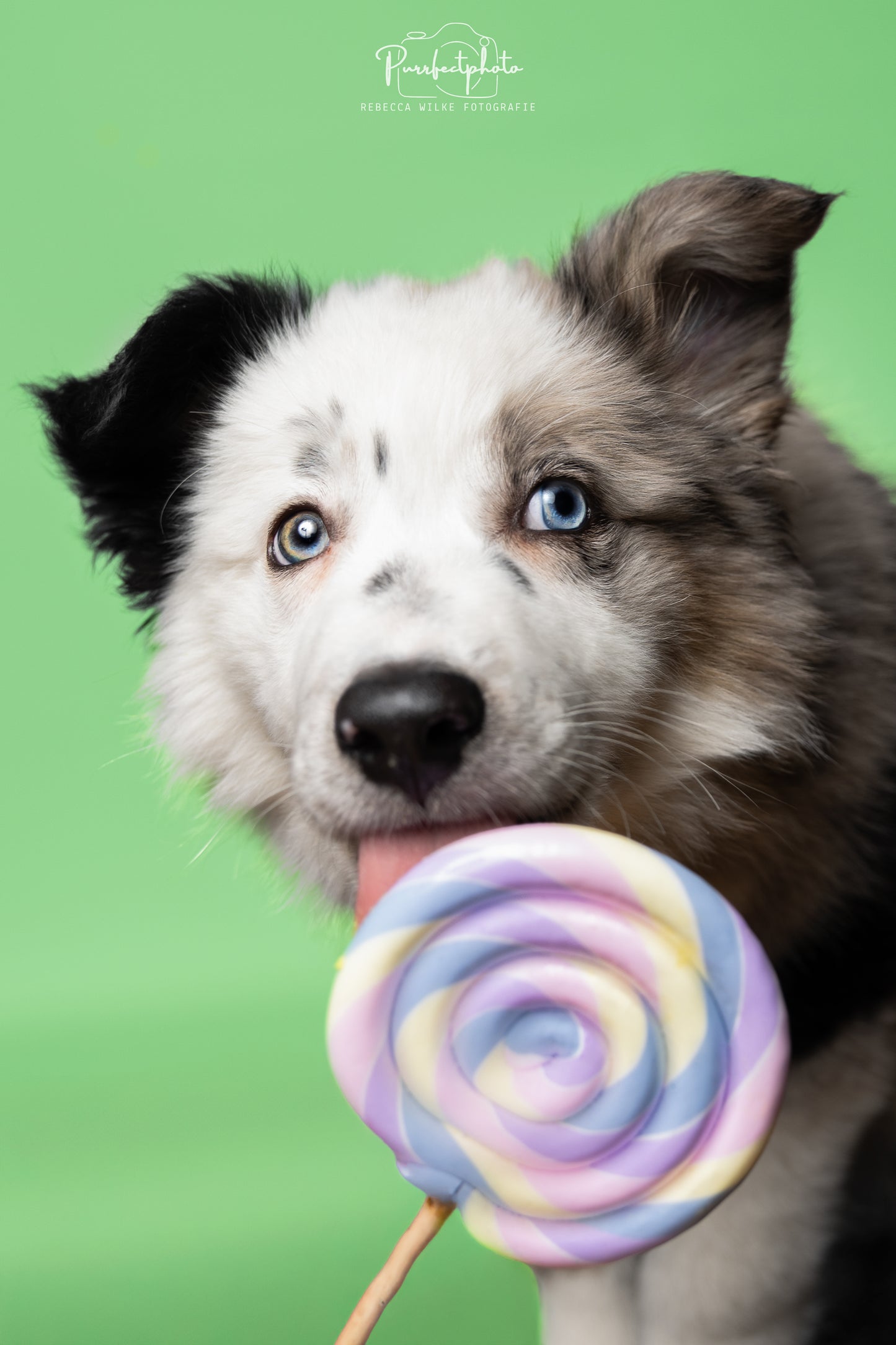 Foto-Lollie Requisite