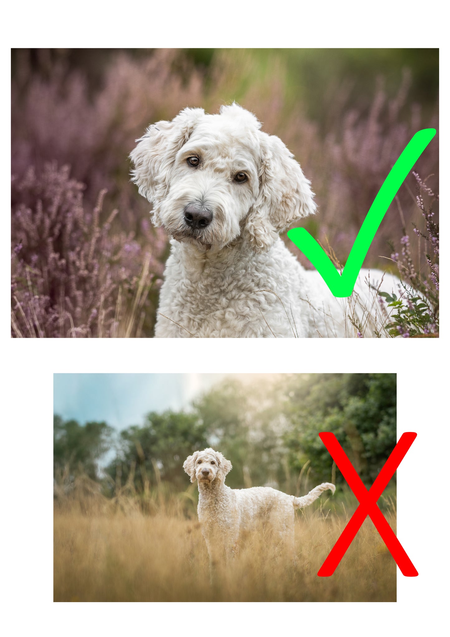 Haustier-Portrait als Digitales Vintage- Gemälde, individuell angefertigt! Perfekte Erinnerung an deinen Liebling horizontal